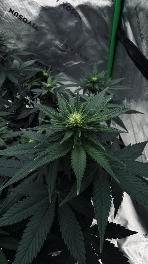 Grow 7.3 Kannabia | Mexican Sativa Fem.. Week 6