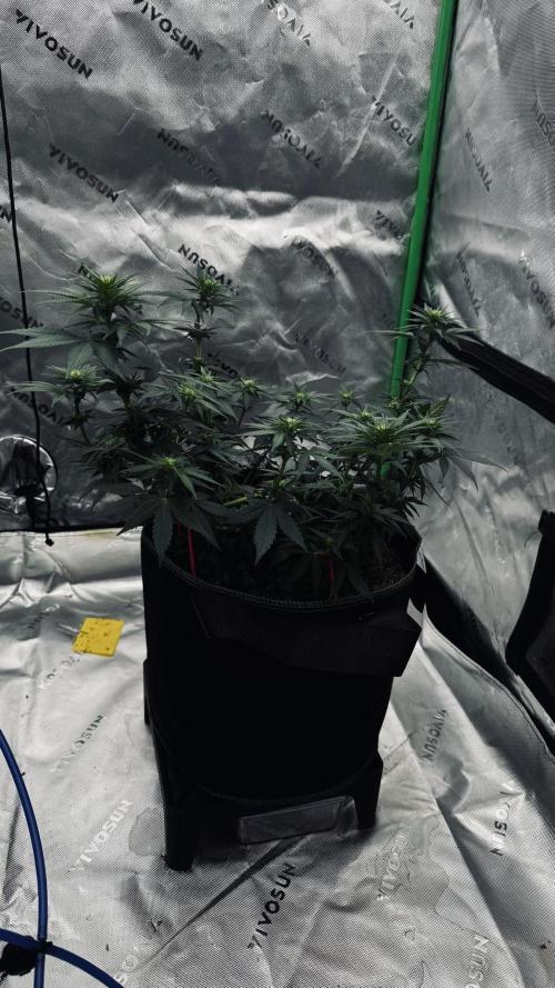 Grow 7.3 Kannabia | Mexican Sativa Fem.. Week 6