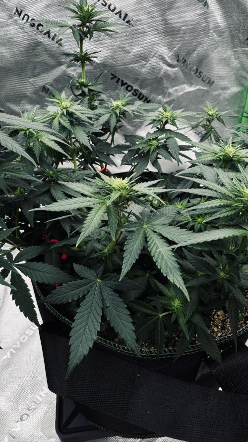 Grow 7.3 Kannabia | Mexican Sativa Fem.. Week 6