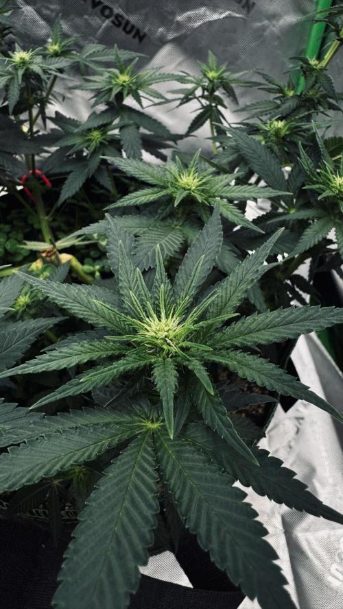 Grow 7.3 Kannabia | Mexican Sativa Fem.. Week 6