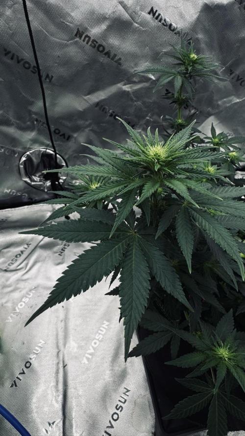 Grow 7.3 Kannabia | Mexican Sativa Fem.. Week 6
