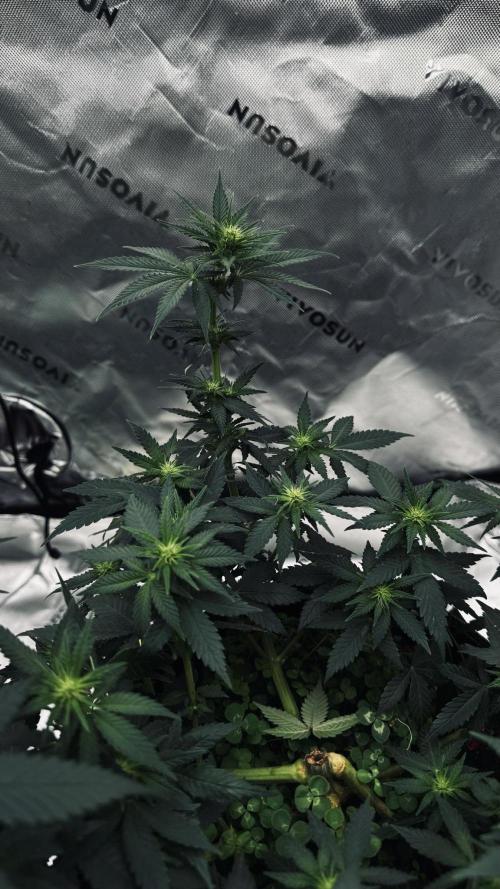 Grow 7.3 Kannabia | Mexican Sativa Fem.. Week 6