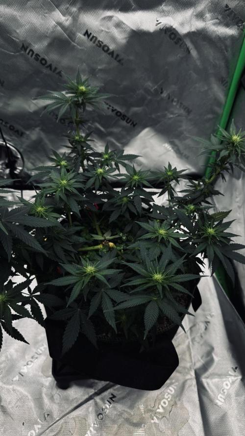 Grow 7.3 Kannabia | Mexican Sativa Fem.. Week 6