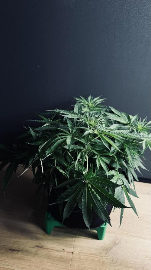 Grow 7.5 | Green House | Shishka Lemon. Week 6