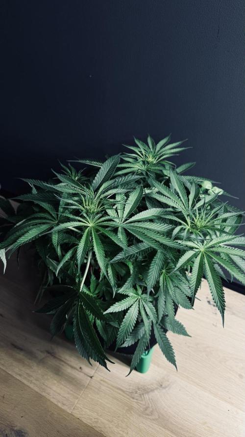 Grow 7.5 | Green House | Shishka Lemon. Week 6