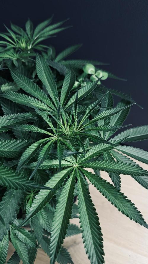 Grow 7.5 | Green House | Shishka Lemon. Week 6