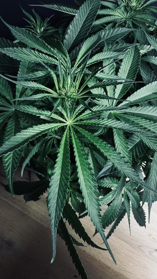 Grow 7.5 | Green House | Shishka Lemon. Week 6