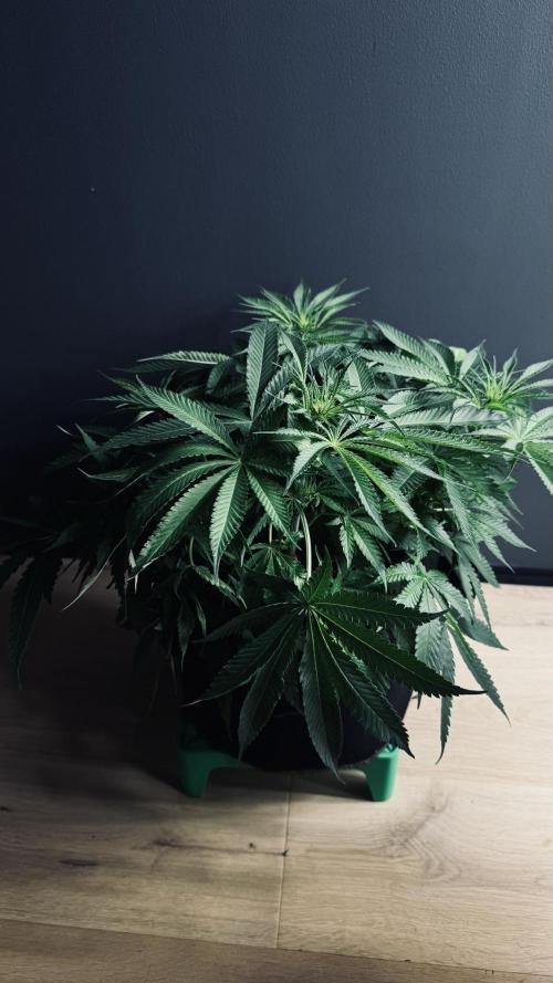 Grow 7.5 | Green House | Shishka Lemon. Week 6