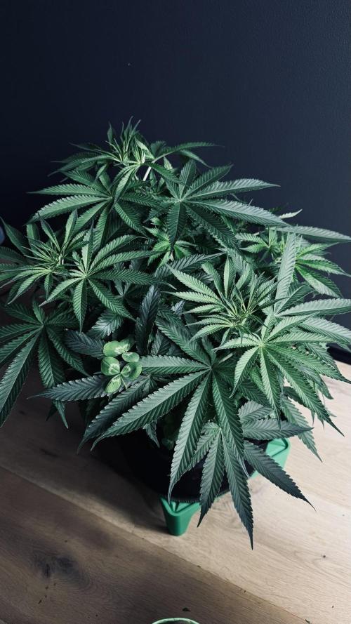 Grow 7.5 | Green House | Shishka Lemon. Week 6