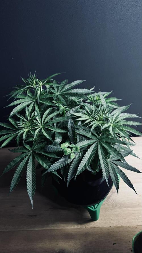 Grow 7.5 | Green House | Shishka Lemon. Week 6