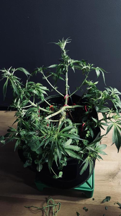 Grow 7.5 | Green House | Shishka Lemon. Week 6