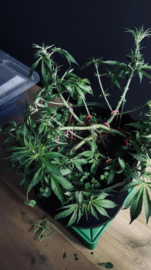 Grow 7.5 | Green House | Shishka Lemon. Week 6