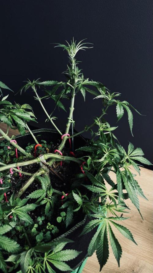 Grow 7.5 | Green House | Shishka Lemon. Week 6