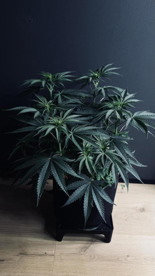 Grow 7.6 | Green House | Super Banana. Week 6