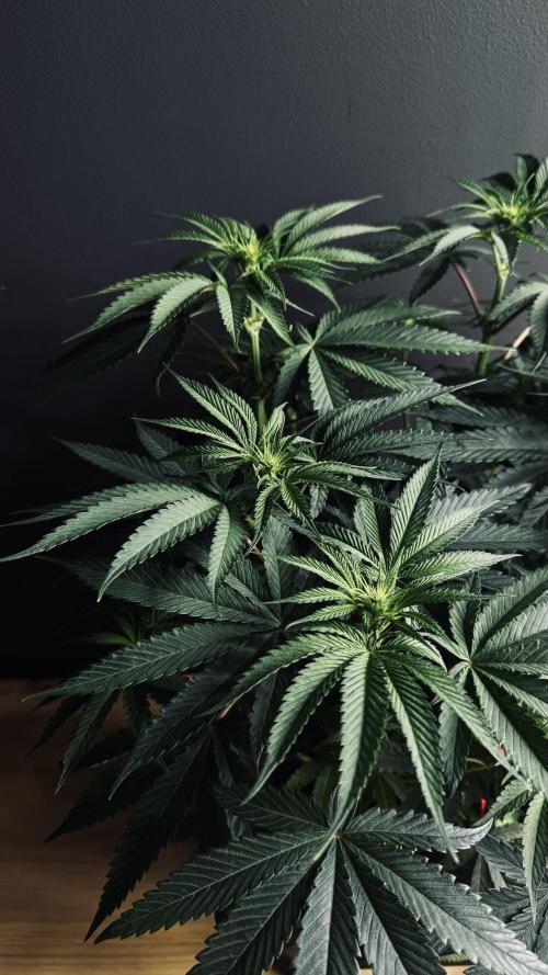 Grow 7.6 | Green House | Super Banana. Week 6