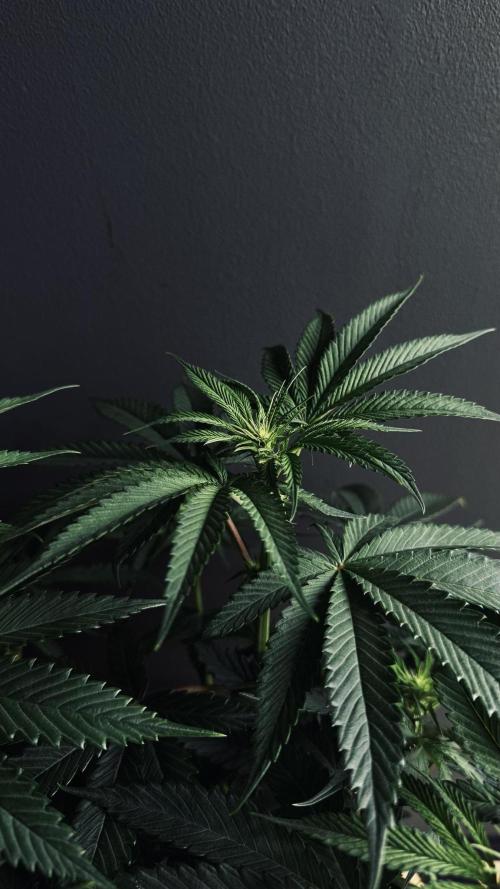 Grow 7.6 | Green House | Super Banana. Week 6