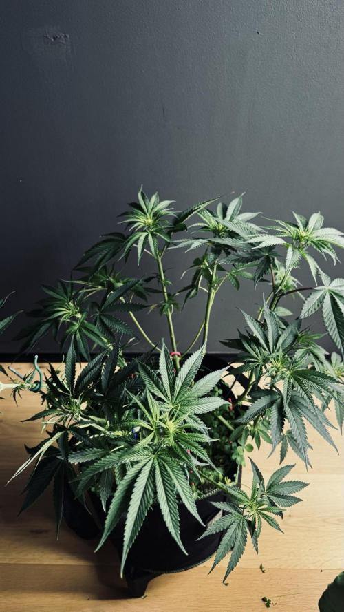 Grow 7.6 | Green House | Super Banana. Week 6