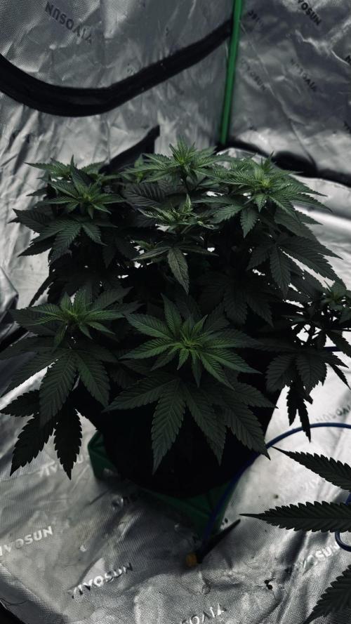 Grow 7.4 | Zamnesia| GMO Cookies. Week 6