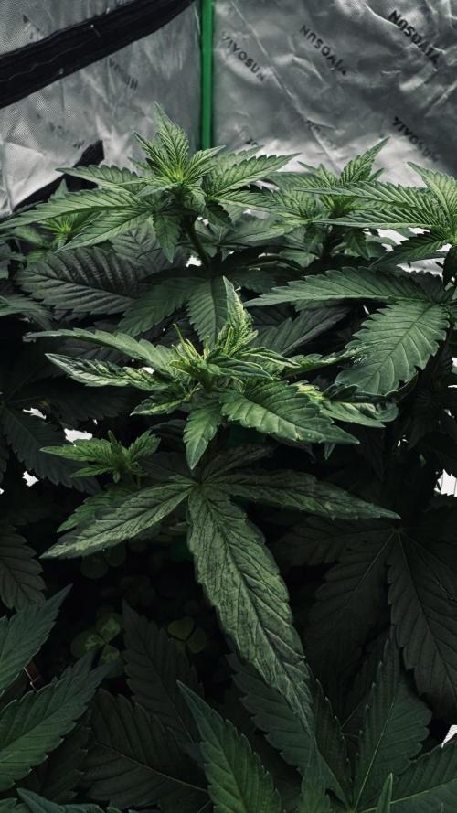 Grow 7.4 | Zamnesia| GMO Cookies. Week 6