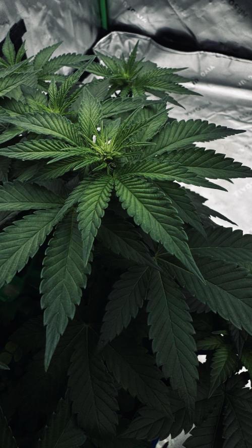 Grow 7.4 | Zamnesia| GMO Cookies. Week 6