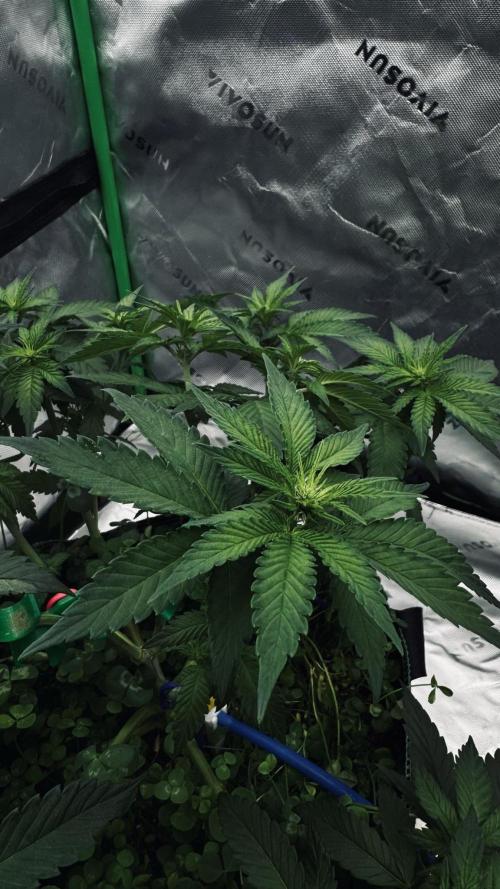 Grow 7.4 | Zamnesia| GMO Cookies. Week 6