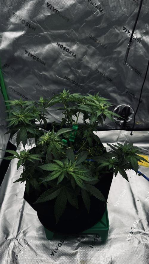 Grow Tent S108 120"x120"x80". Week 6