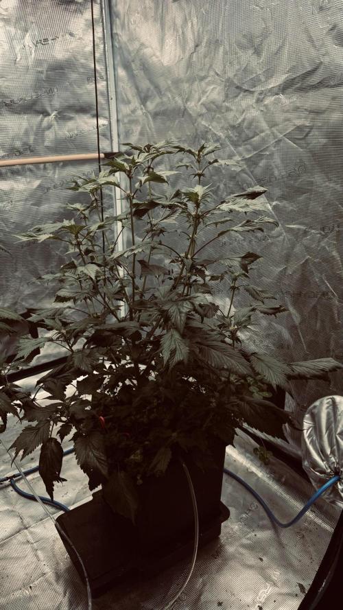 Grow 7.7 | Terpyz | Spicy Temp. RG. Week 7