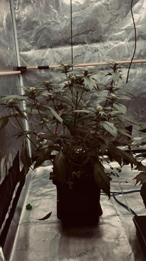 Grow 7.7 | Terpyz | Spicy Temp. RG. Week 7