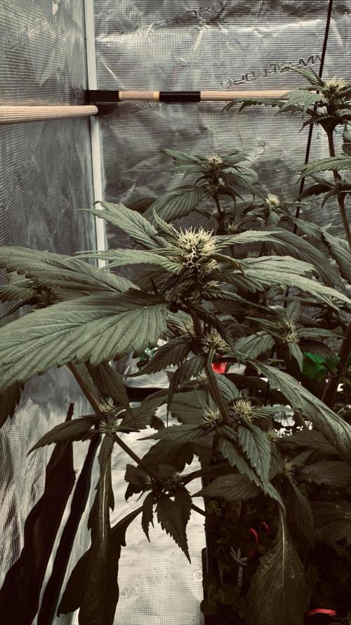 Grow 7.7 | Terpyz | Spicy Temp. RG. Week 7
