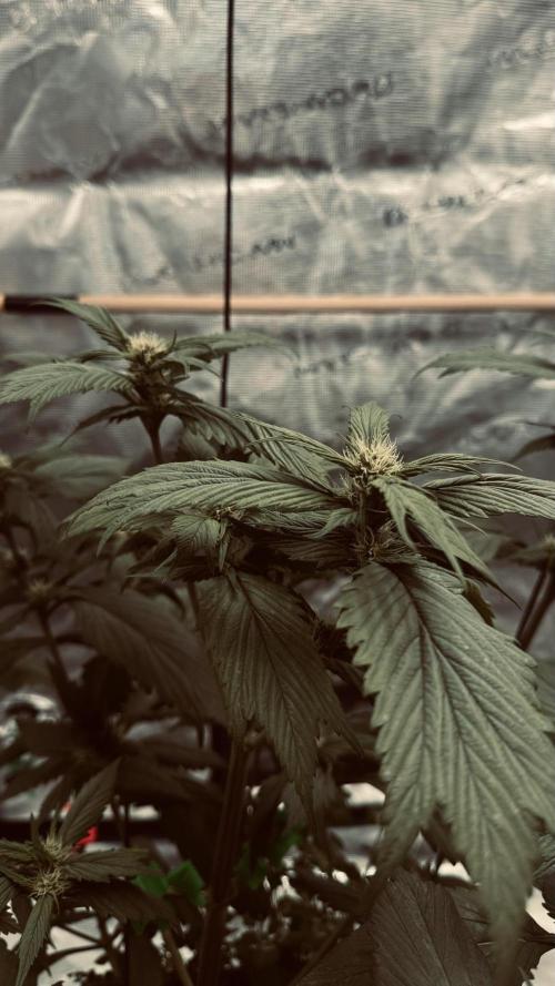 Grow 7.7 | Terpyz | Spicy Temp. RG. Week 7
