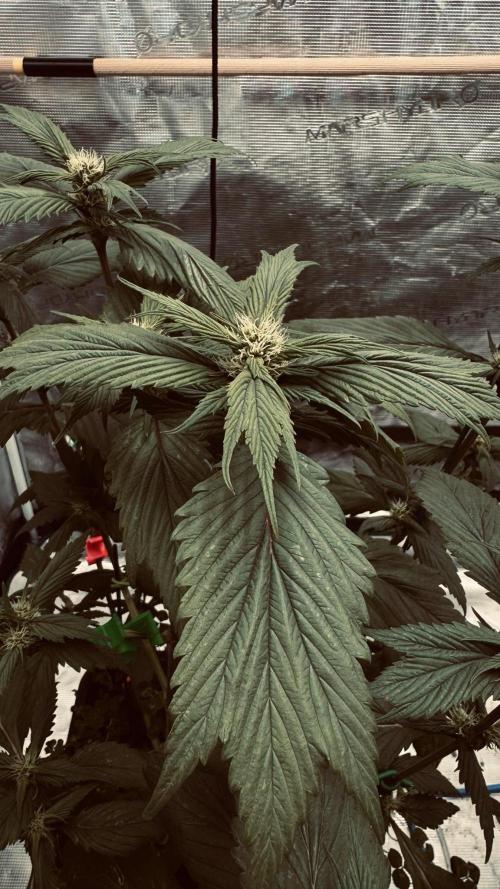 Grow 7.7 | Terpyz | Spicy Temp. RG. Week 7