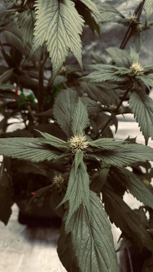 Grow 7.7 | Terpyz | Spicy Temp. RG. Week 7
