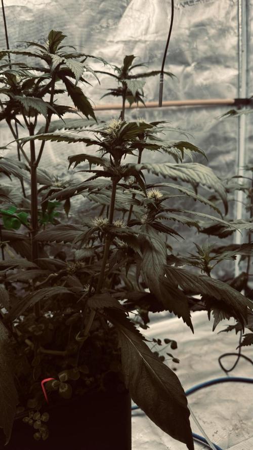 Grow 7.7 | Terpyz | Spicy Temp. RG. Week 7