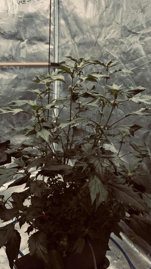 Grow 7.7 | Terpyz | Spicy Temp. RG. Week 7