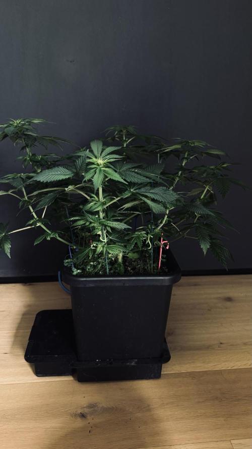Grow 7.1  | Doctors Choice | DC Kush. Week 7