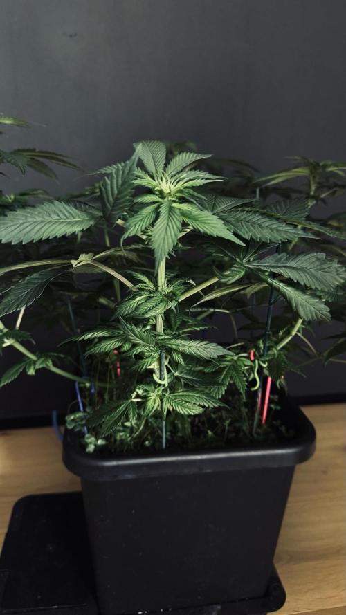 Grow 7.1  | Doctors Choice | DC Kush. Week 7