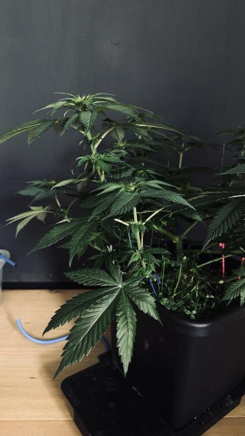 Grow 7.1  | Doctors Choice | DC Kush. Week 7