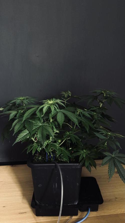 Grow 7.1  | Doctors Choice | DC Kush. Week 7