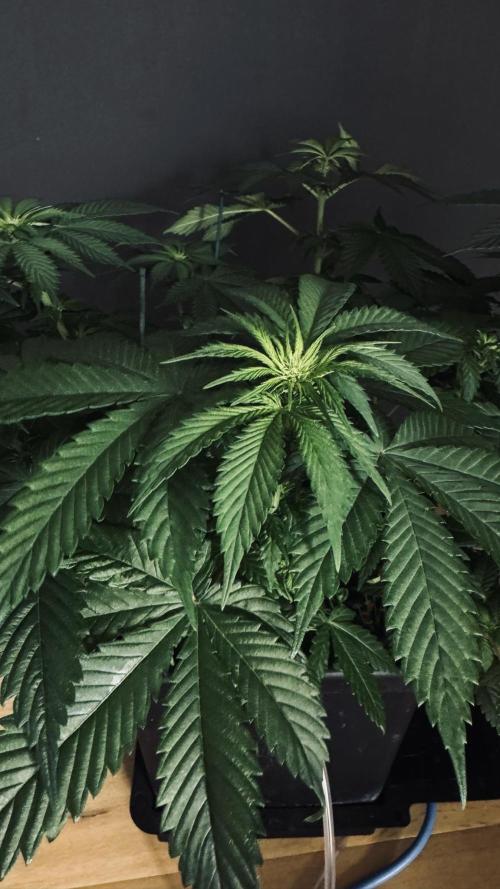 Grow 7.1  | Doctors Choice | DC Kush. Week 7