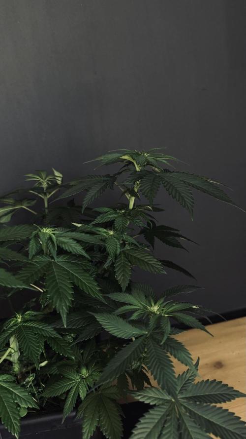 Grow 7.1  | Doctors Choice | DC Kush. Week 7
