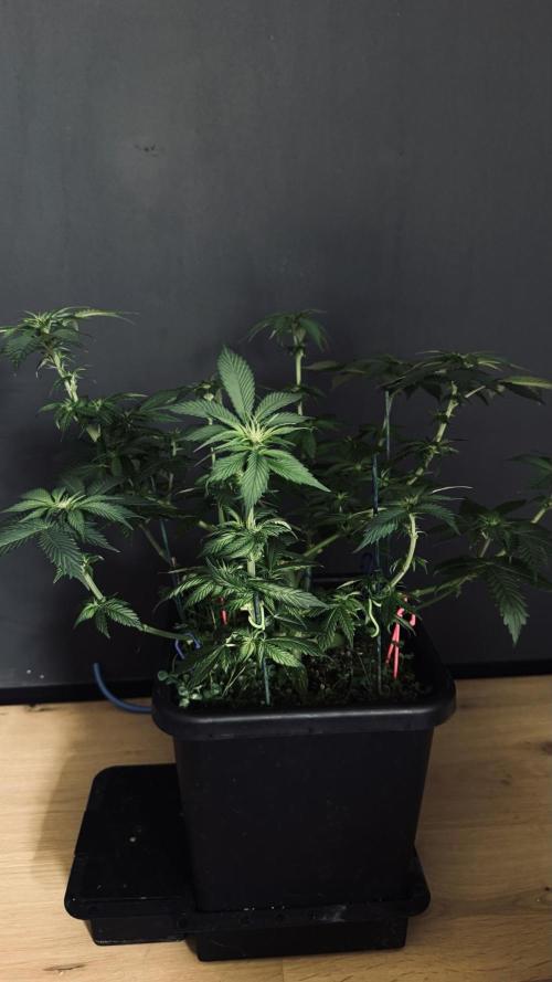 Grow 7.1  | Doctors Choice | DC Kush. Week 7