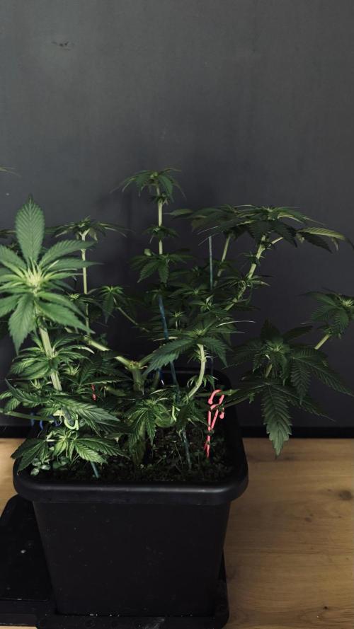 Grow 7.1  | Doctors Choice | DC Kush. Week 7