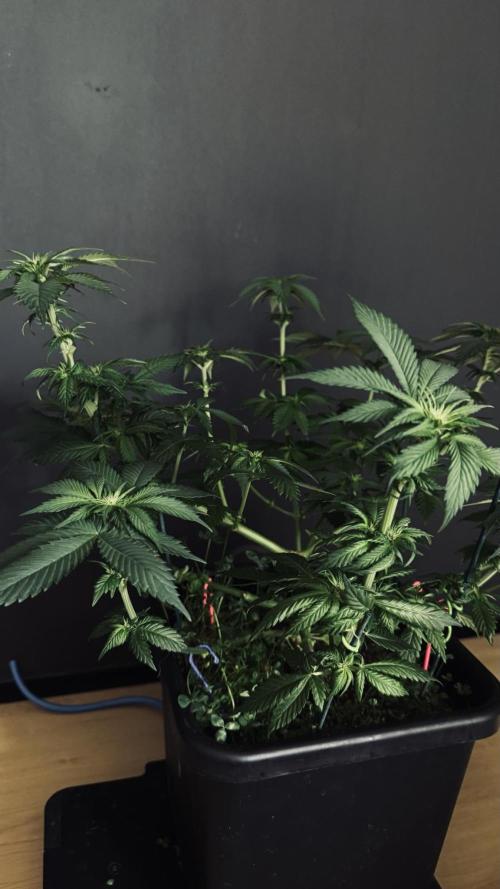 Grow 7.1  | Doctors Choice | DC Kush. Week 7