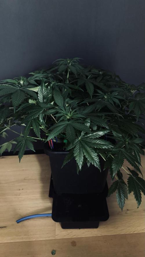 Grow 7.1  | Doctors Choice | DC Kush. Week 7