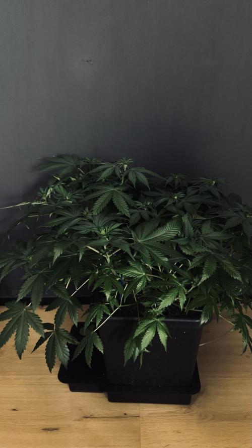Grow 7.1  | Doctors Choice | DC Kush. Week 7