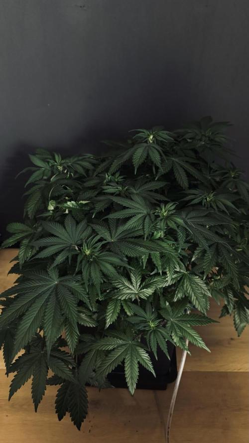 Grow 7.1  | Doctors Choice | DC Kush. Week 7