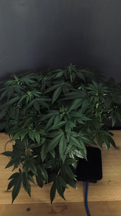 Grow 7.1  | Doctors Choice | DC Kush. Week 7