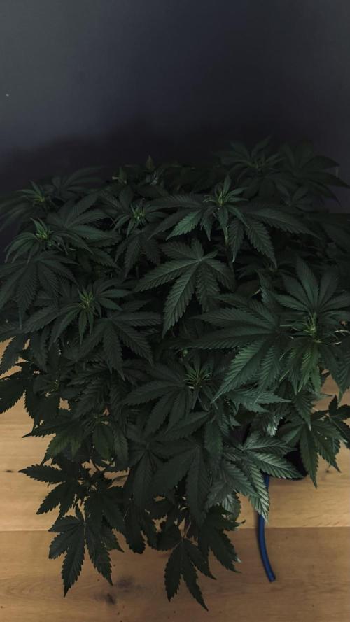 Grow 7.1  | Doctors Choice | DC Kush. Week 7