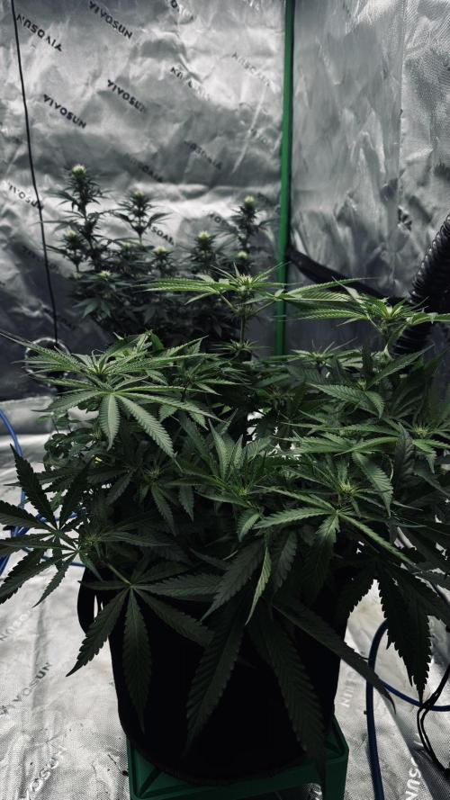 Grow 7.5 | Green House | Shishka Lemon. Week 7