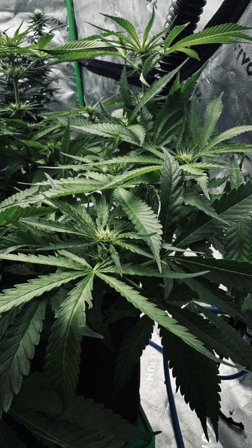 Grow 7.5 | Green House | Shishka Lemon. Week 7
